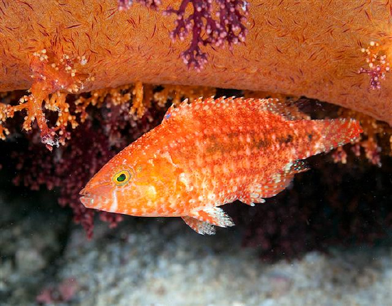  Cheilinus bimaculatus (Twospot Wrasse)